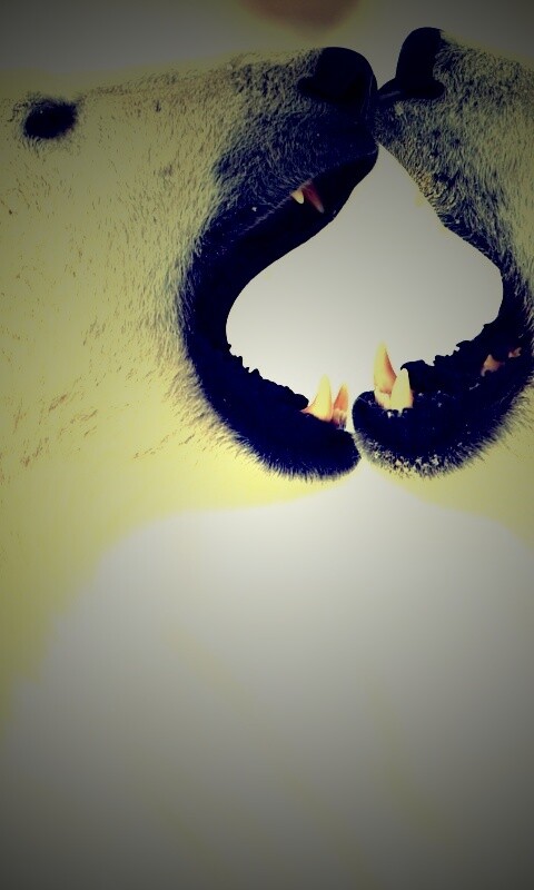 Полярные медведи обои