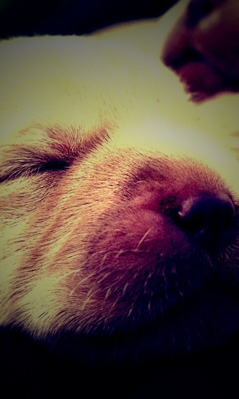 Мордочки симпатичных щенков обои