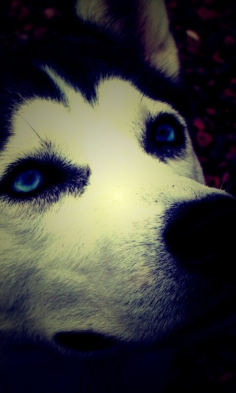 Собака хаски обои