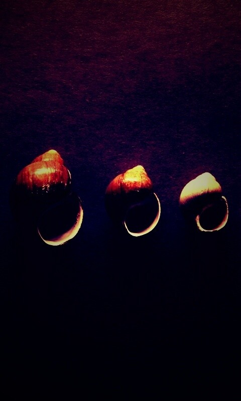 Раковины обои