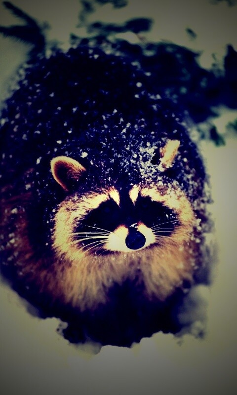 Енот обои