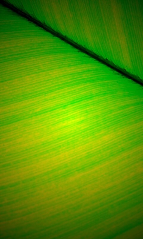 Зеленый лист обои