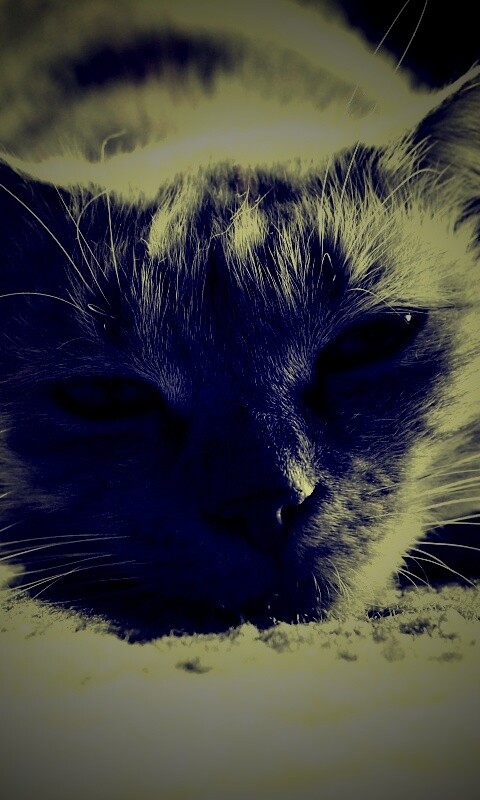 Кошара обои