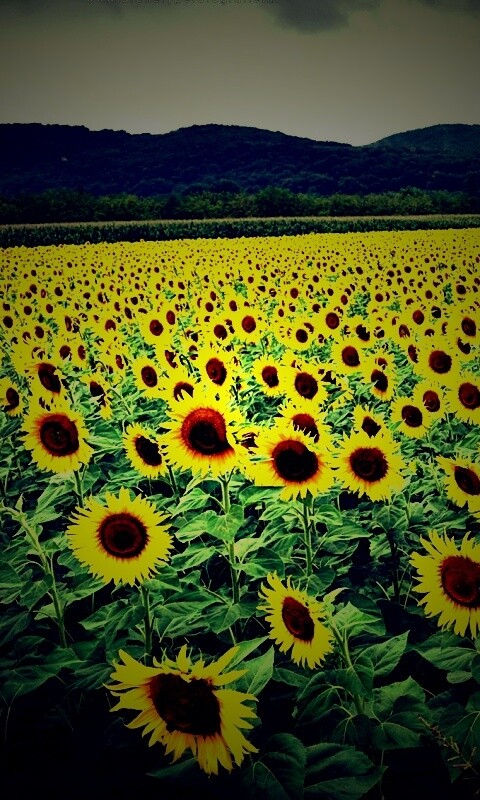 Живописное поле подсолнухов обои