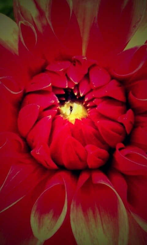 Аленький цветочек обои