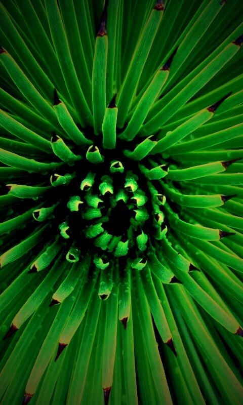 Хищный цветок обои