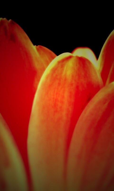 Цветочные лепестки обои