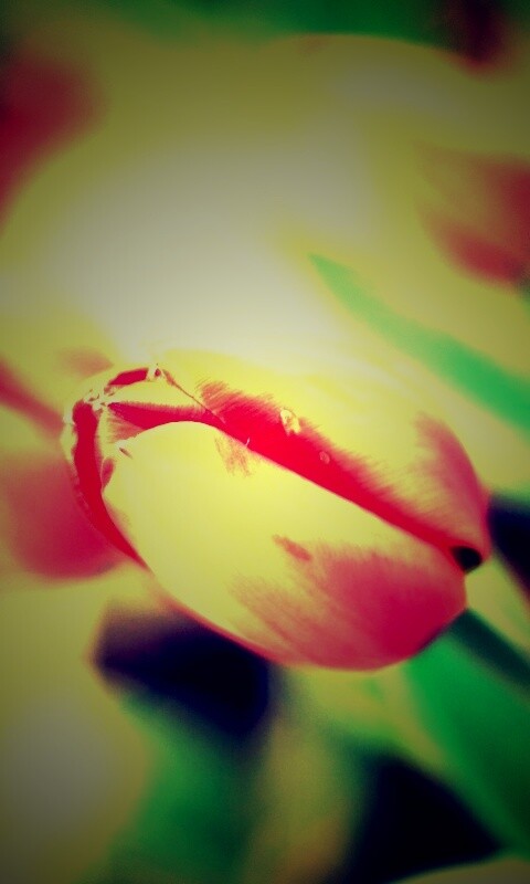 Красивый тюльпан обои