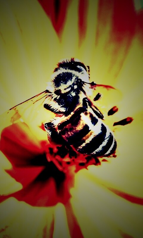 Пчела на цветке обои