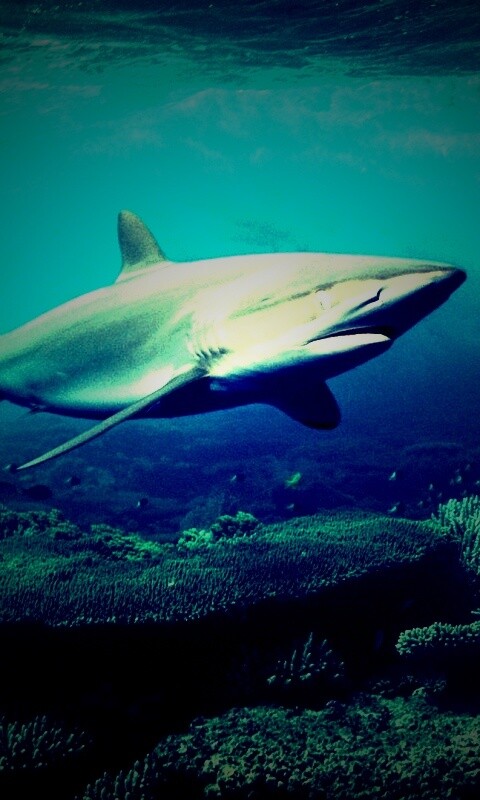 Акула в море обои