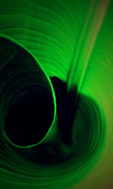 Зеленый лист трубочкой обои