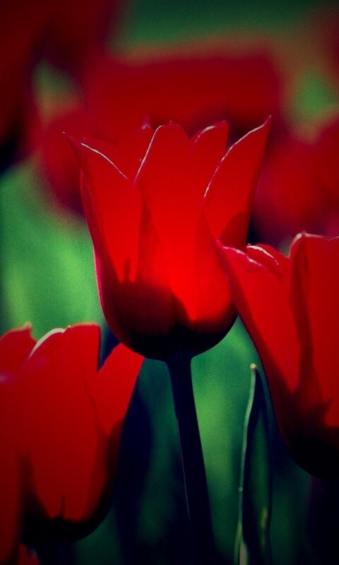 Красные цветы обои