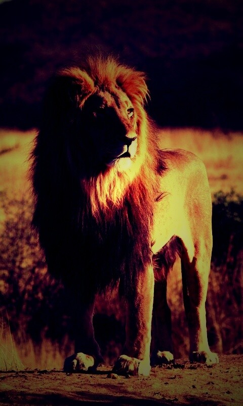 Царь зверей обои