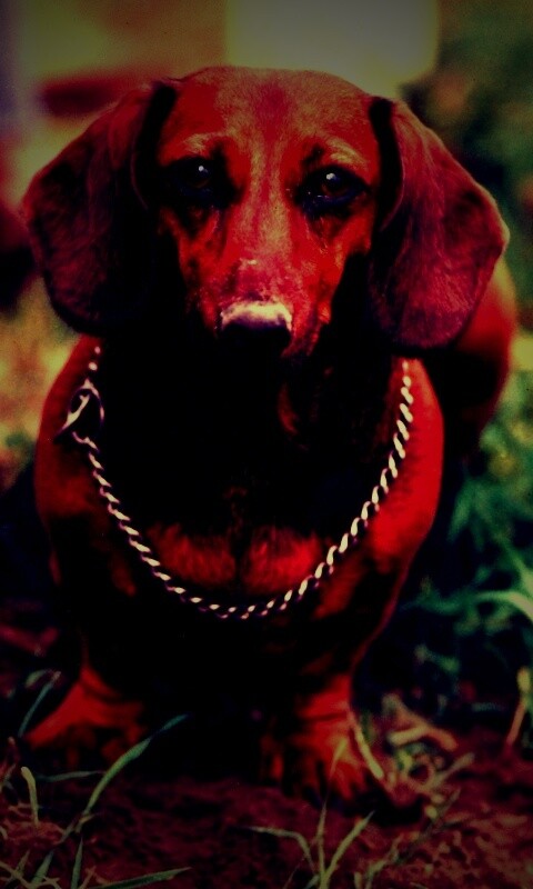 Рыжая такса обои