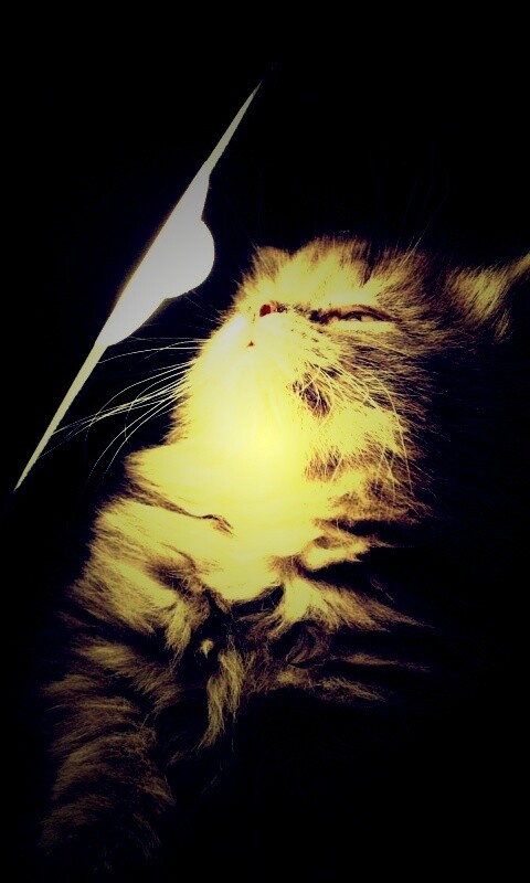 Котя на свету обои