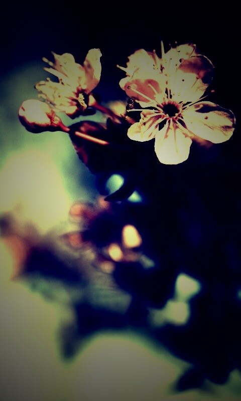 Цветок вишни обои
