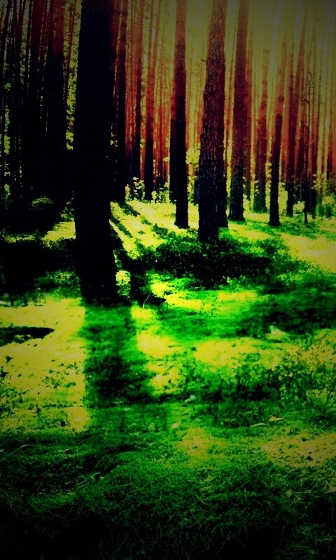 Солнечный лес обои