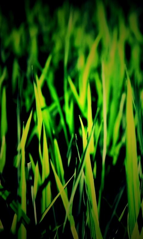 Яркая сочная трава обои