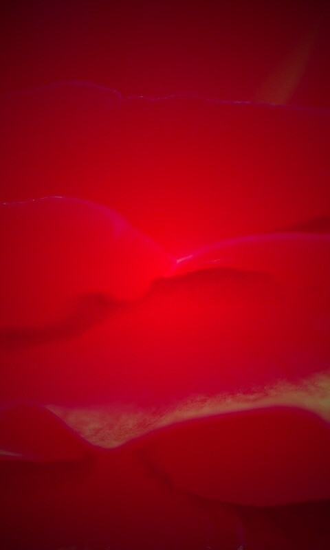 Лепестки красного цветка обои