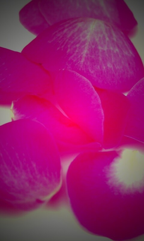 Лепестки розы обои