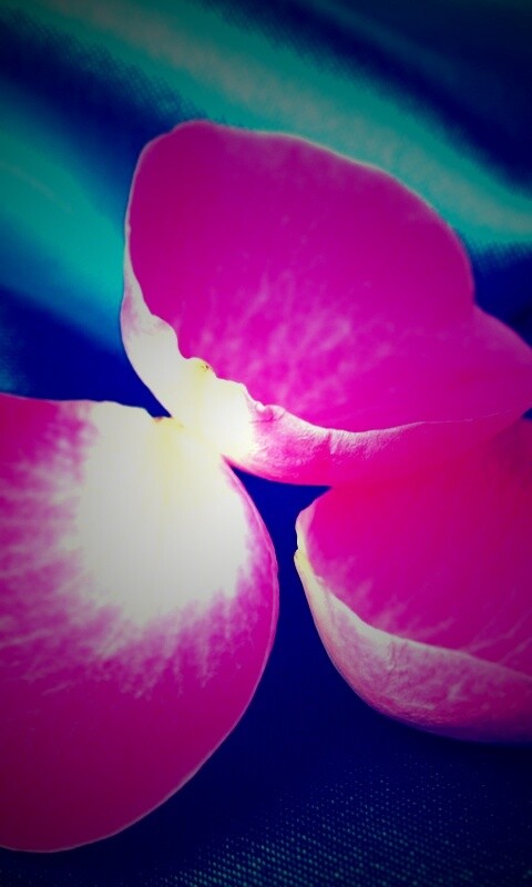 Лепестки розы на голубой ткани обои