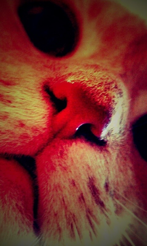 Носопырка обои