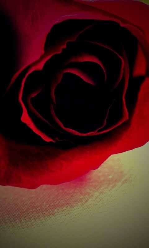 Красная роза обои