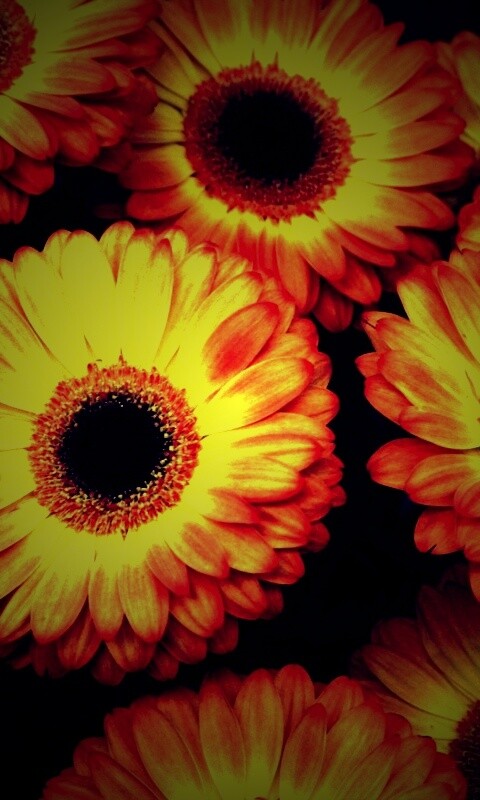 Желтые герберы обои