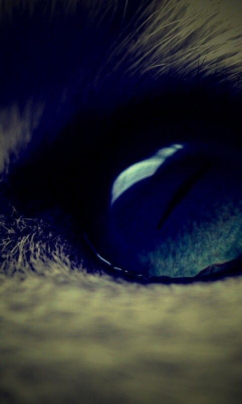 Кошачий глаз обои