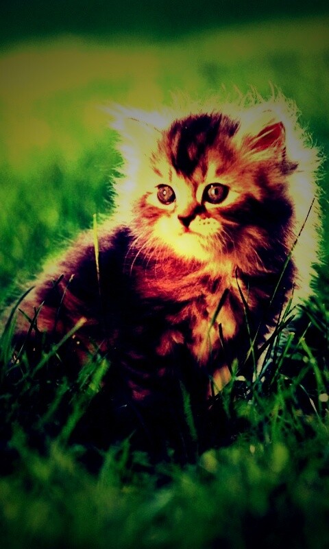 Пушистый котенок в траве обои