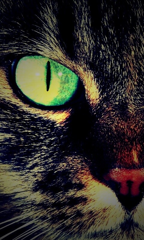 Кошачья морда обои