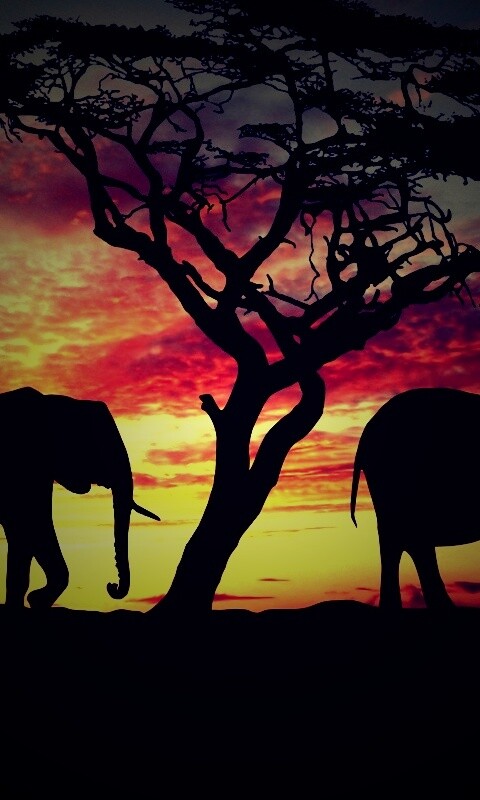 Силуэты слонов обои