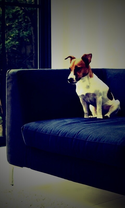 Пес на диване обои