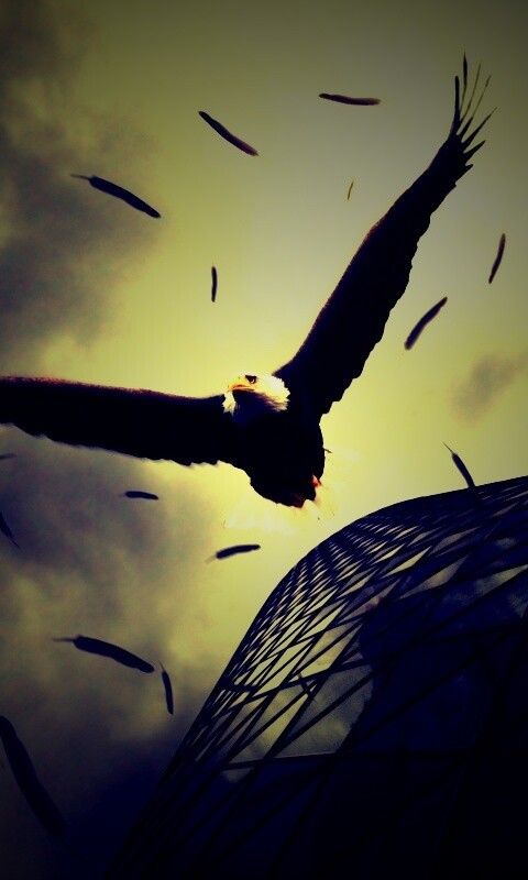 Орлиный полет обои