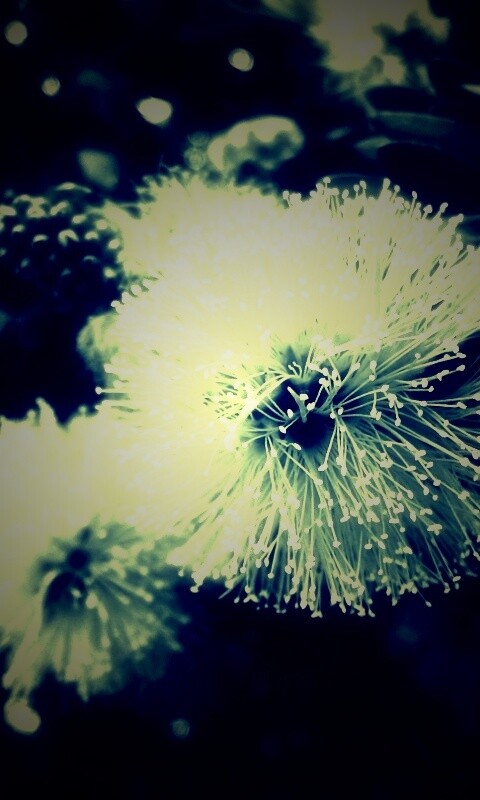 Сказочный цветок обои