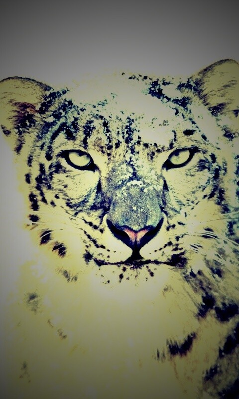 Снежный леопард обои