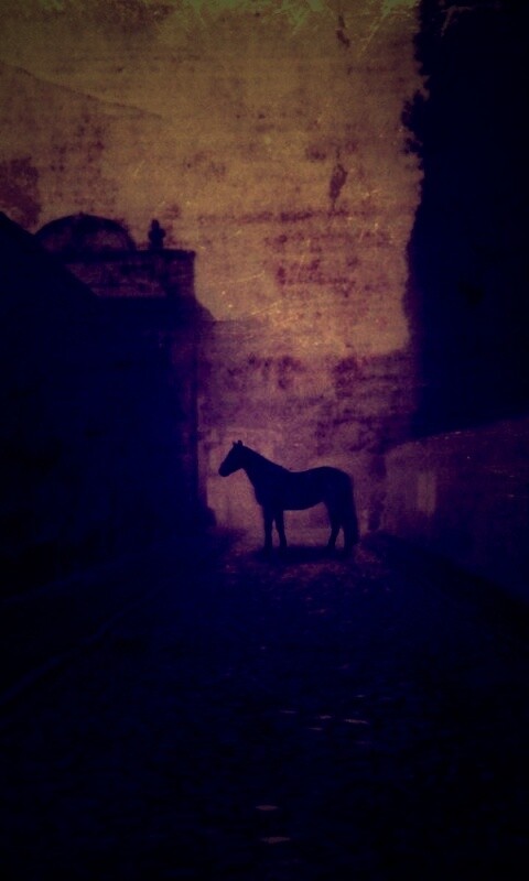 Лошадь в тумане обои