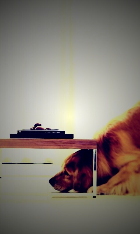 Большая собака под маленький столик обои