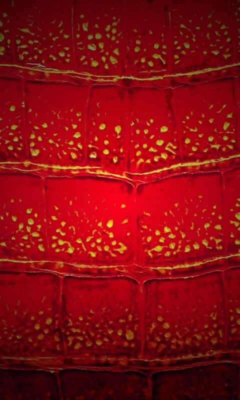 Текстура крокодильей кожи обои