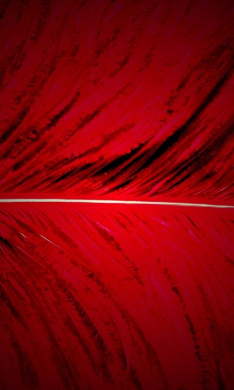 Перо попугая обои