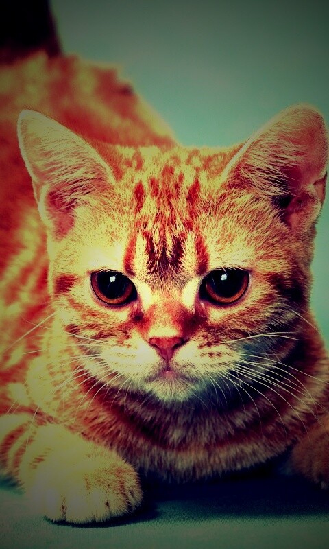 Котенок обои