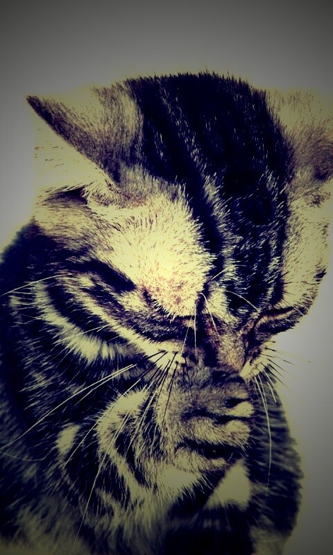 Котенок обои