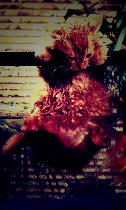 Мокрая киска обои