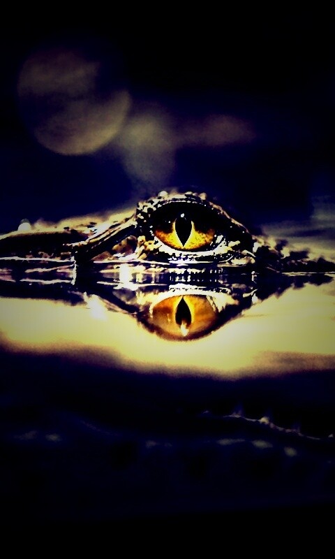 Глаз крокодила обои