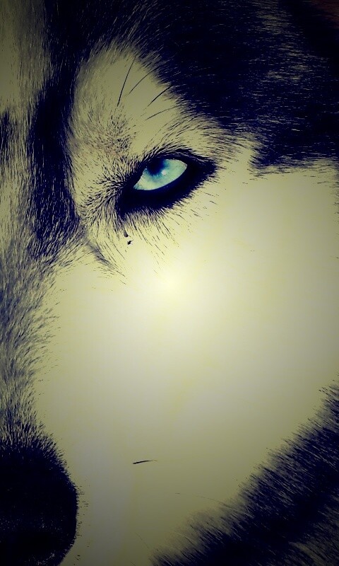 Собака с голубыми глазами обои