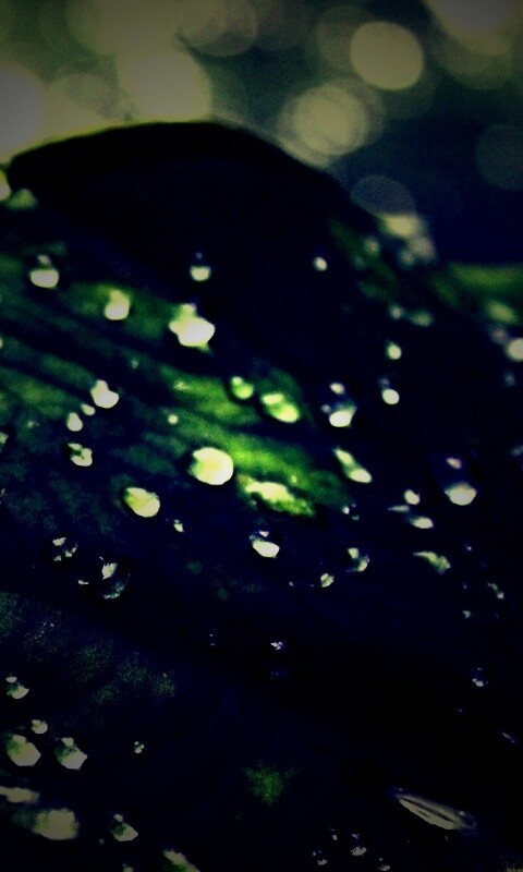 Роса на листке обои