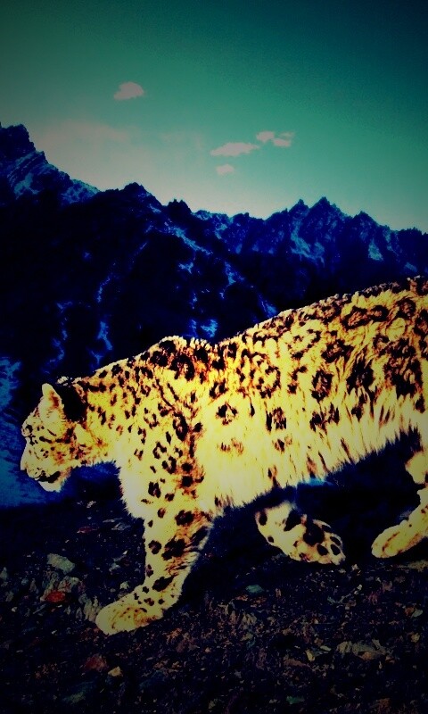 Леопард обои