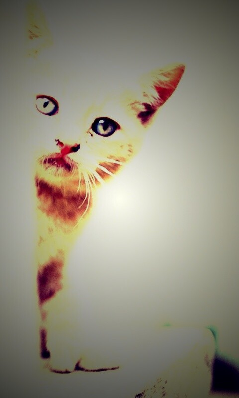 Котик из-за угла обои