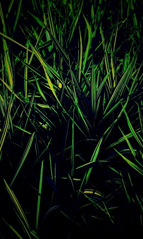 Дикая трава обои