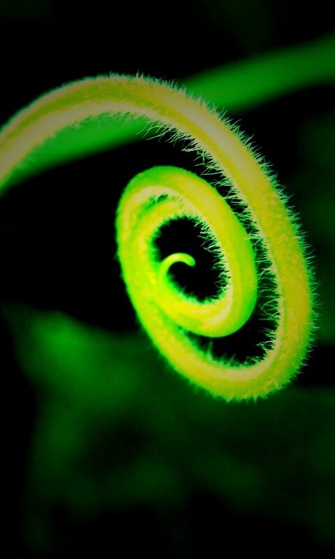 Завитушка растения обои